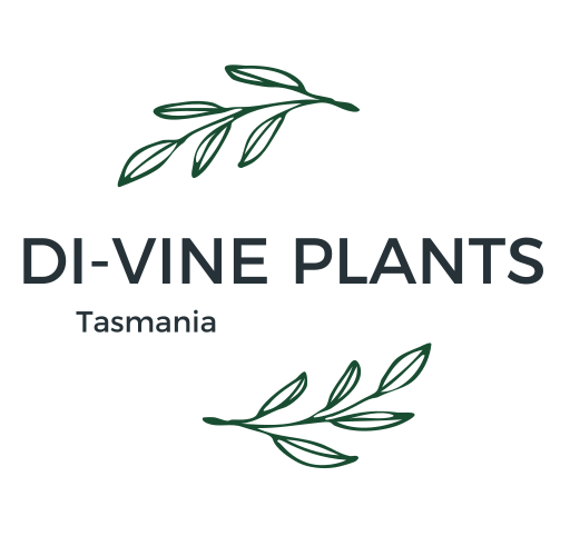 vine plants